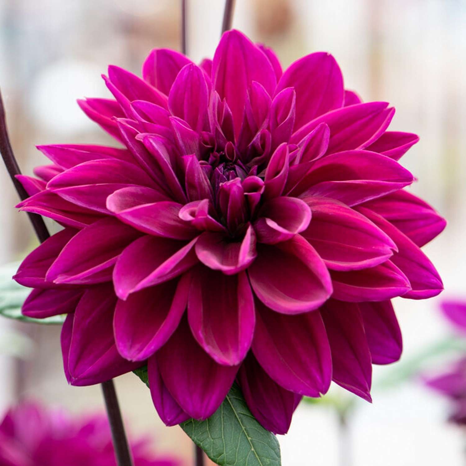 Dahlie 'Thomas A. Edison'